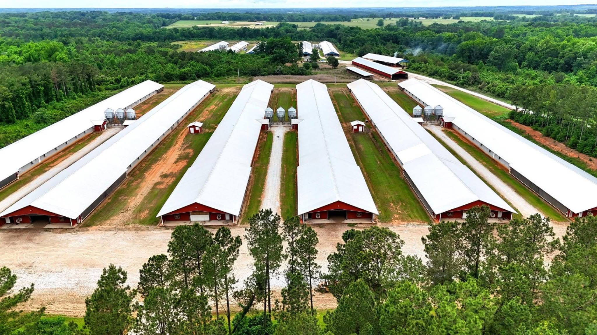 Aerial view of a poultry farm with long chicken houses surrounded by trees